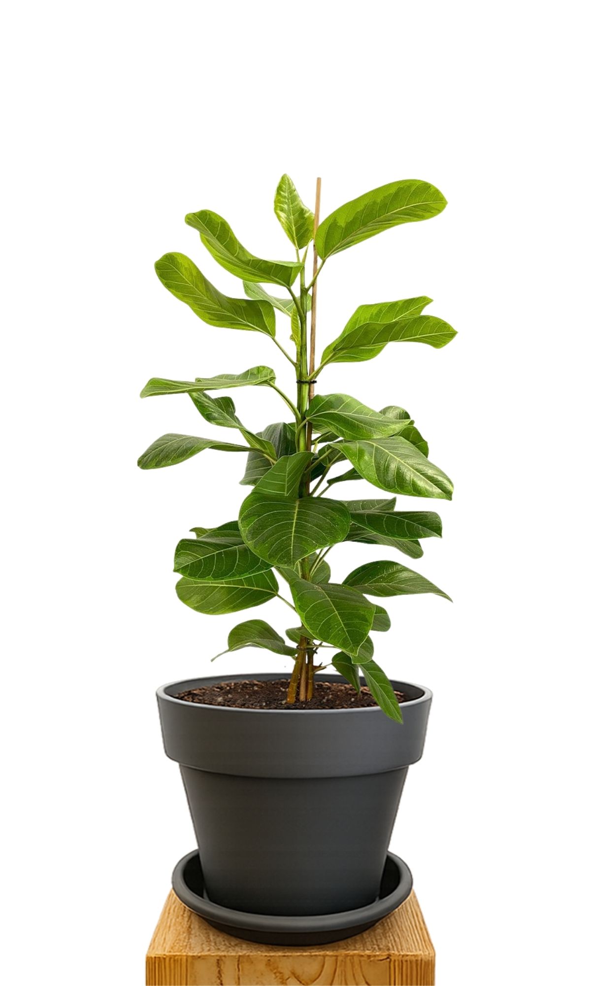 Plant kit 30 Anthracite